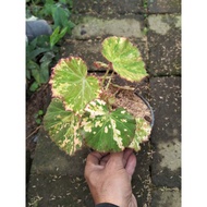 Begonia Variegata – Beautiful Foliage Plant