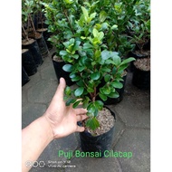bahan bonsai beringin kompakta titwke 6925mv