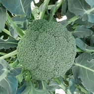 Western Blue Flower Green Flower Seeds Flower Seeds Seeds Four Seasons Broccoli Seeds Broccoli Seeds