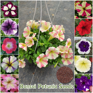 ปลูกง่าย เมล็ดสด100% เมล็ดพันธุ์ พิทูเนีย บรรจุ 1000 เมล็ด สีผสม Mixed Color Petunia Flower Seed เมล็ดดอกไม้ บอนสีราคาถูก เมล็ดบอนสี ต้นไม้มงคล บอนสี ดอกไม้ปลูกสวยๆ เมล็ดพันธุ์ดอกไม้ ไม้ประดับ พันธุ์ดอกไม้ ดอกไม้ปลูก แต่งบ้านและสวน Seeds for planting