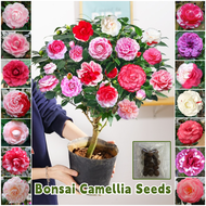 [Easy to grow in Malaysia] MixedColor Bonsai Camellia Seeds (10-15 Seed) 茶花 Gardening Flower Seeds for Planting Flowers Ornamental Flowering Plants Seeds Balcony Potted Live Plants for Sale Indoor Plants Real Plants Outdoor Garden Decor benih pokok bunga