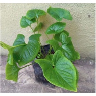 Pokok Keladi Tikus  (Typhonium flagelliform ) merawat barah / sel kanser