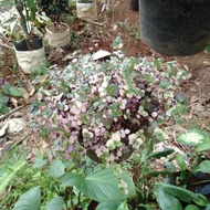 tanaman hias gantung outdoor.pohoh keribo daun pink