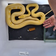 ular Retic albino Tiger lavender