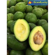 Hot Selling  Pokok Avocado Mentega kahwin / grafted