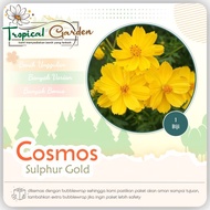 Biji Benih Bunga Cosmos Sulphureus Yellow Bunga Kenikir Kuning