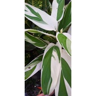 Maranta Arundinacea Calathea Variegated x white Fusion x Arrow root