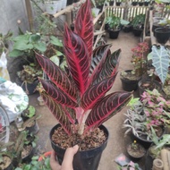 aglonema red sumatra redsum dewasa indukan + tunas daun 2 3 4 15 7+ pr