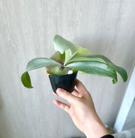 銀哇鹿角蕨 (銀鹿x爪哇) P. veitchii x P. willinchii #植物 #綠植 #上板 #鹿角 #green #plants