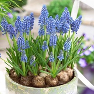 Grape Hyacinth Seed Planting Ball Soil Culture Hydroponic Package Indoor Cold Resistant Easy to Live