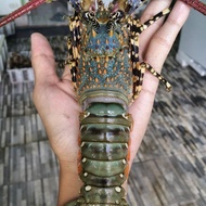 Terlaris lobster laut frozen campur 1 kg isi 6-10ekor