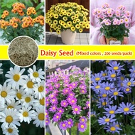 Daisy Seeds (Mixed Colors 200 Pcs Seeds/bag) Potted Gardening Flower Seeds Dwarf Gerbera Daisy Plant