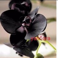 promo!! tanaman hias bibit anggrek-pohon bunga anggrek hitam Papua