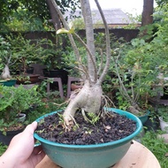 Adenium Bonggol Besar - Bunga Kamboja Bonggol Besar - Bahan Bonsai
