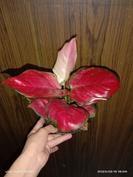 Aglaonema Super Red