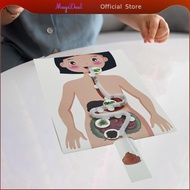 MagiDeal Human Digestive System Model Human Body Organ Teaching Tools Handicraft 3D