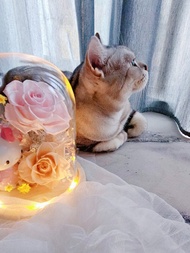 【 日本永生花】Kitty玻璃罩夜燈 可客製加入公仔 不凋花 送禮