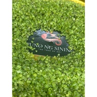 Peridot 6grams month of August birth Stone from 3mm to 6mm mix sizes Random pick