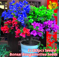 Mix Color 100pcs Seeds Bonsai Bougainvillea Seeds for Planting Flowers Potted Flowering Plant Seeds Climbing Flower Seeds for Gardening Bougainvillea Plants for Sale Bougainvillea Live Plant Buto Ng Bougainvillea Seedlings Flower Seeds Easy To Grow