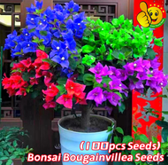 รับประกันสายพันธุ์แท้ 100 % 100 เมล็ด เฟื่องฟ้าแคระ เมล็ดดอกไม้ Bonsai Bougainvillea Seeds for Plant