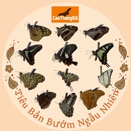 Butterfly Specimen - Random Butterfly Specimen Combo - Random Size - A1/A Classification-