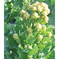 Biji Benih Brokoli Putih White Sprouting Broccoli Seed - 100 seed