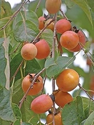Americana Caqui, Diospyros Virginiana, 10 Semi di Albero (Frutta Commestibile, Hardy):Seeds Only