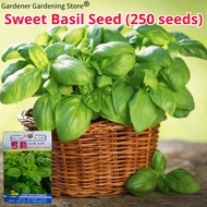 เมล็ดพันธุ์ อิตาเลี่ยน เบซิลใบใหญ่ บรรจุ 250เมล็ด Large Leaf Italian Basil Seed Herb Seeds for Plant