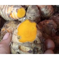 500 Gram Fresh Temulawak Savings Package