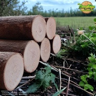 Coated WOOD LOG 5-6 x 25 cm rustic craft decoration WOOD pieces - 3 - 4 cm, 10 cm