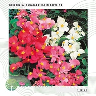 Benih Bibit Biji - Bunga Begonia Summer Rainbow F2 Flower Seeds -