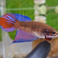 FEMALE VEILTAIL BLACK SAPPHIRE PURPLE AVATAR