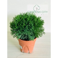 GNC - Round Cedar Pine Live Plant Pokok Juniperus