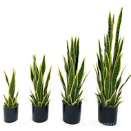 Snakeskin Orchid Green Plant Export Simulation Potted Plant with Gold Edges, Artificial Flower, Snak