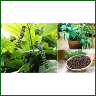 ◄ ◮ peppercorn plant seeds paminta piper nigrum
