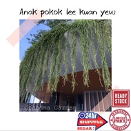 (GG real plant) anak pokok Lee Kuan Yew  creeper vernonia eliptica hiasan menjalar outdoor plant lua