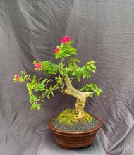 Tanaman hias bonsai bugenvil / bibit bonsai bugenvil
