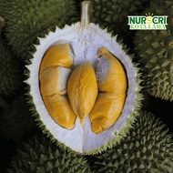 🔥HYBRID🔥 POKOK DURIAN UDANG MERAH (D175) / Ang Hee / Red Prawn Durian Tree / Durio Zibethinus Tree /