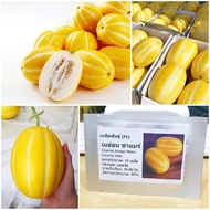 เมล็ดพันธุ์ เมล่อนชาแมร์ เกาหลี Chamoe Korean Melon F1 Seed 10 เมล็ด ของแท้ เมล็ดพันธุ์พืช ผักสวนครัว เมล็ดพันธุ์ผัก