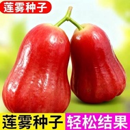 Authentic Lotus Mist Seeds Big Fruit Black King Kong Lotus Mist Fruit Seeds Low-Fat Fruit Seeds Four