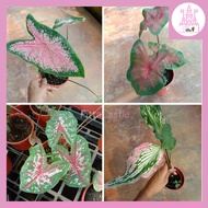 Caladium Red &amp; Thai Beauty with pot | LIVE PLANT