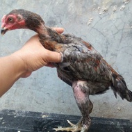 (Terbaru) Anakan Ayam Trah Mangon Yokeree ORI Pukul Syaraf