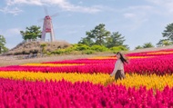 UNESCO Hantan Canyon & DMZ & Seasonal Hot Attractions Day Tour