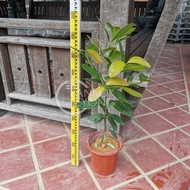 TKL - Outdoor Big Size Garcinia Subelliptica Happiness Tree Real Houseplant (Pot 320 70-80cm) 室外福木幸福