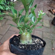 Pohon Bonsai Adenium Arabicum Obesum-Bibit Tanaman Bonsai Adenium