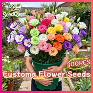300pcs Legit Eustoma Seeds for Sale Mixed Color Eustoma Flower Seeds for Planting & Gardening Bonsai