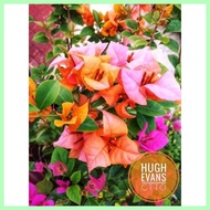 ◤ ⊖ ▍ ◪ SALE!!! ROOTED RARE BOUGAINVILLEA