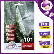 BENIH JOM TANAM JT 101 (10 SEEDS) GREEN ANGEL BITTER GOURD SMALL/PERIA KATAK/苦瓜小种子/PERIA KATAK 种子