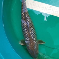 Ikan Hias Ikan koi Ochiba ginrin 40cm asal Blitar BEST QUALITY