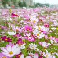 100PCS Rare Cosmos Seeds Plants Mixed Colors for Planting Flower Seed Balcony Decoration Home Garden